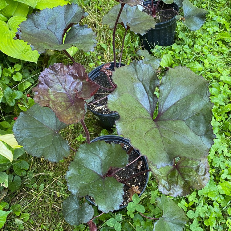 Plant image Ligularia dentata 'Britt Marie Crawford'