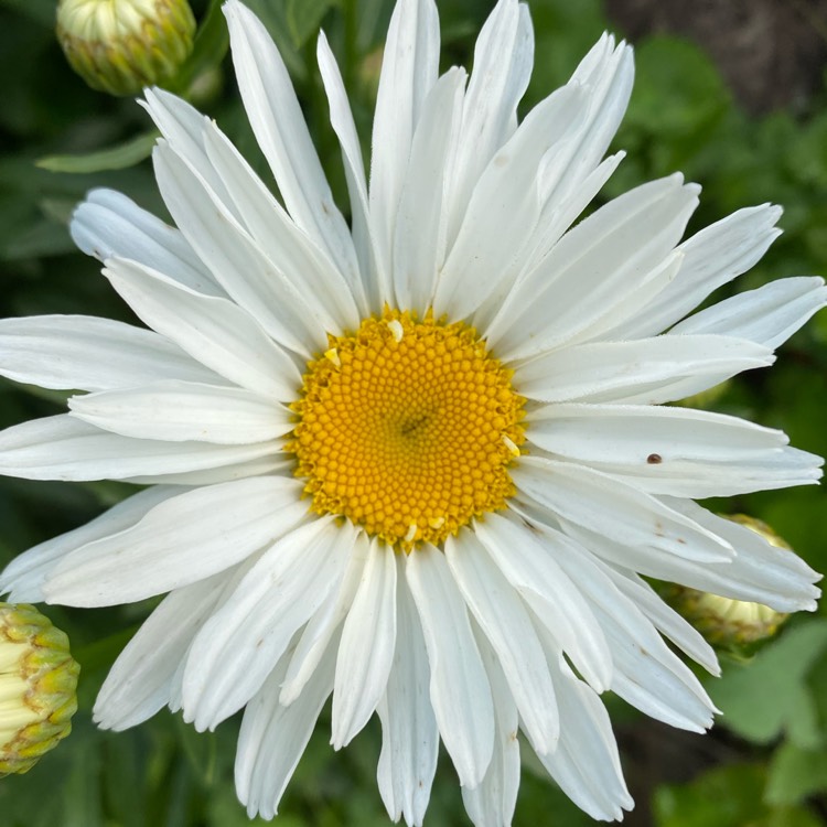 plant image 1341161