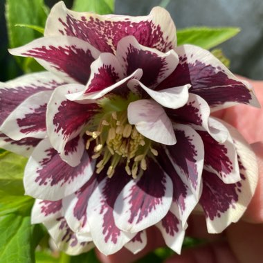 Helleborus