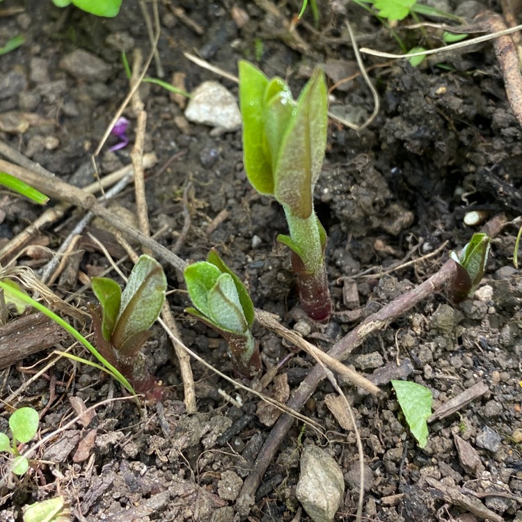 Plant image Asclepias syriaca