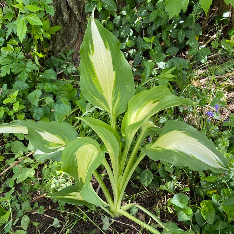 Plant image Hosta 'Night Before Christmas'