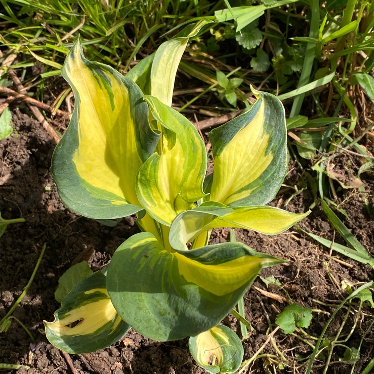 Plant image Hosta 'Dream Queen'