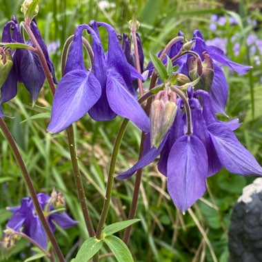 Aquilegia alpina