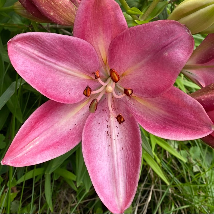 plant image 1601982