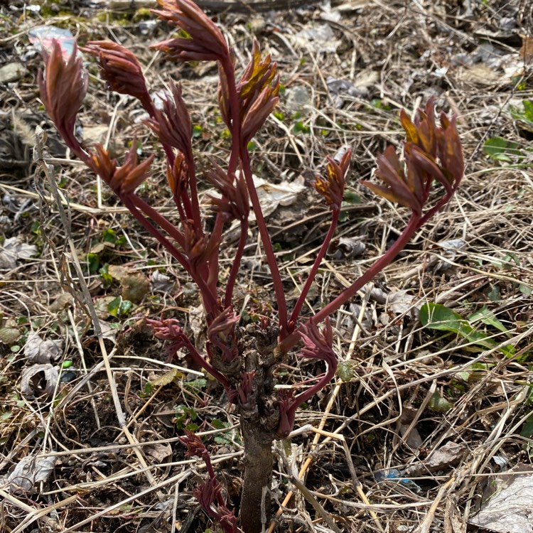 plant image 1654261