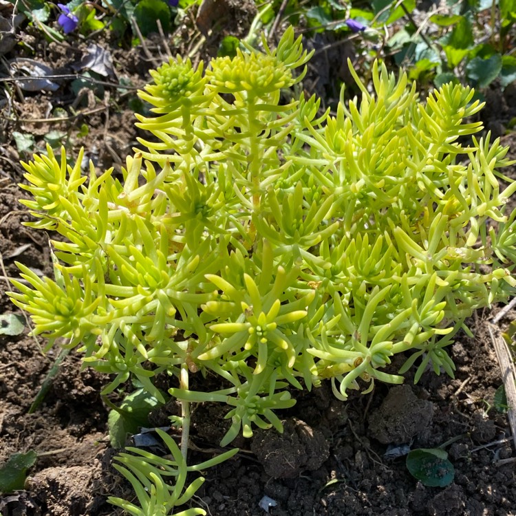 Plant image Sedum Mexicanum 'Lemon Ball'