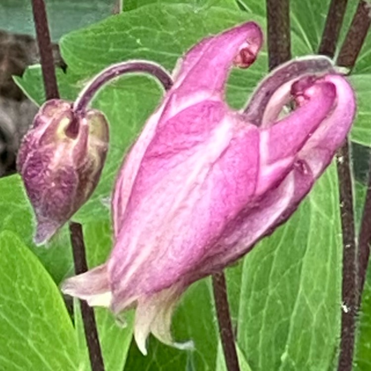 Plant image Aquilegia flabellata 'Cameo Rose White'