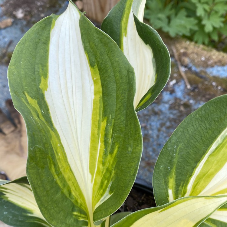 Plant image Hosta 'Vulcan'