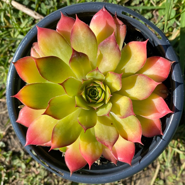 Plant image Sempervivum Tectorum Gold Nugget