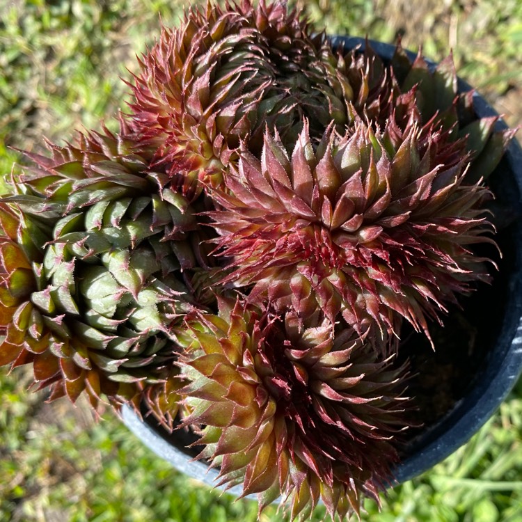 Plant image Sempervivum Saturn