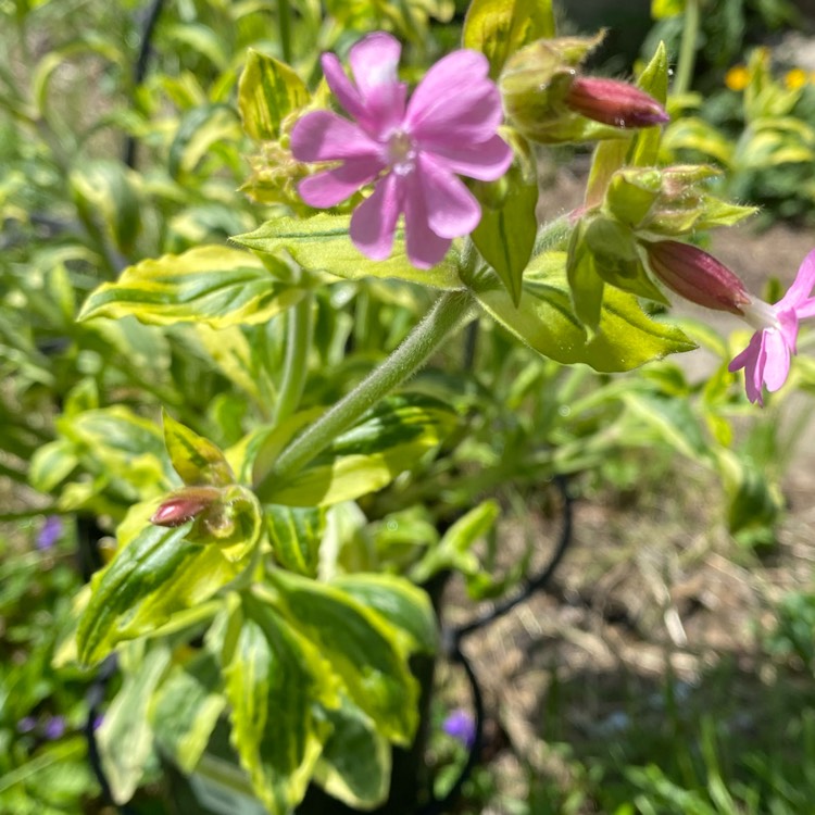 Plant image Silene dioica 'Clifford Moor'