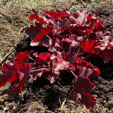 Heuchera 'Cherry Truffles' (Dolce Series)