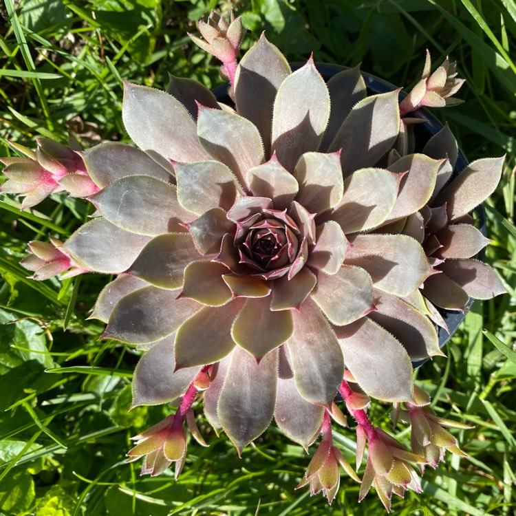 Plant image Sempervivum Berry Blues