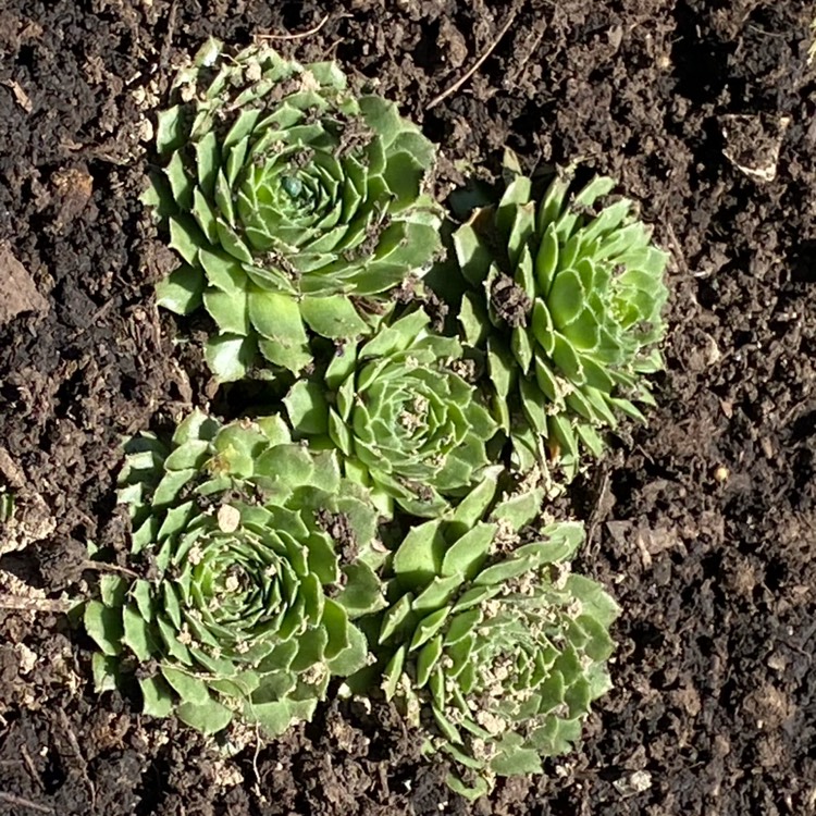 Plant image Sempervivum Standard Green