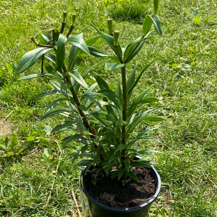 Plant image Lilium 'Tiny Crystal'