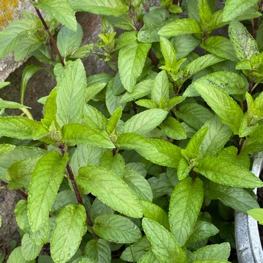 Mentha x piperita f. citrata 'Chocolate'