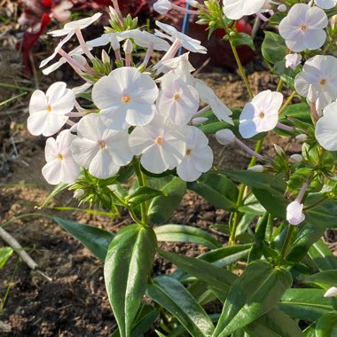 Phlox