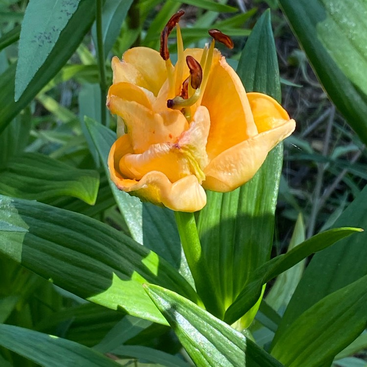 Plant image Lilium 'Apricot Fudge'