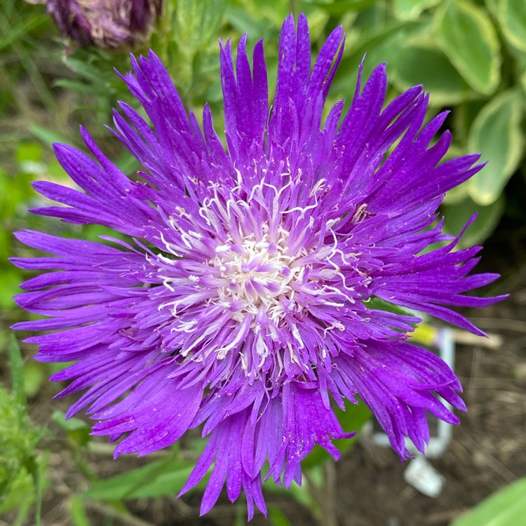 Plant image Stokesia laevis