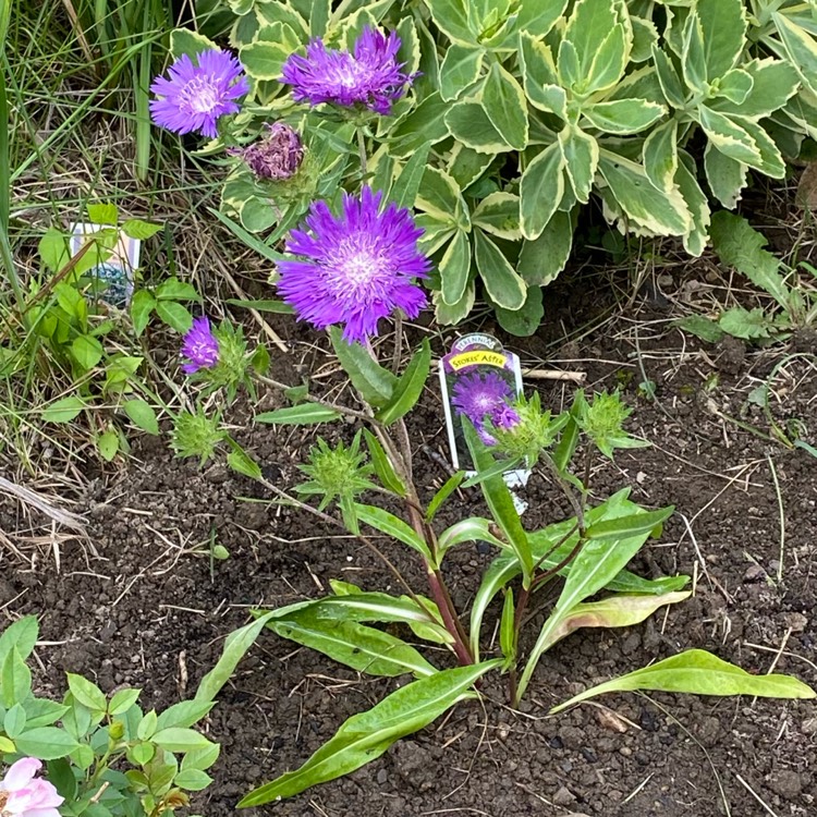 Plant image Stokesia laevis