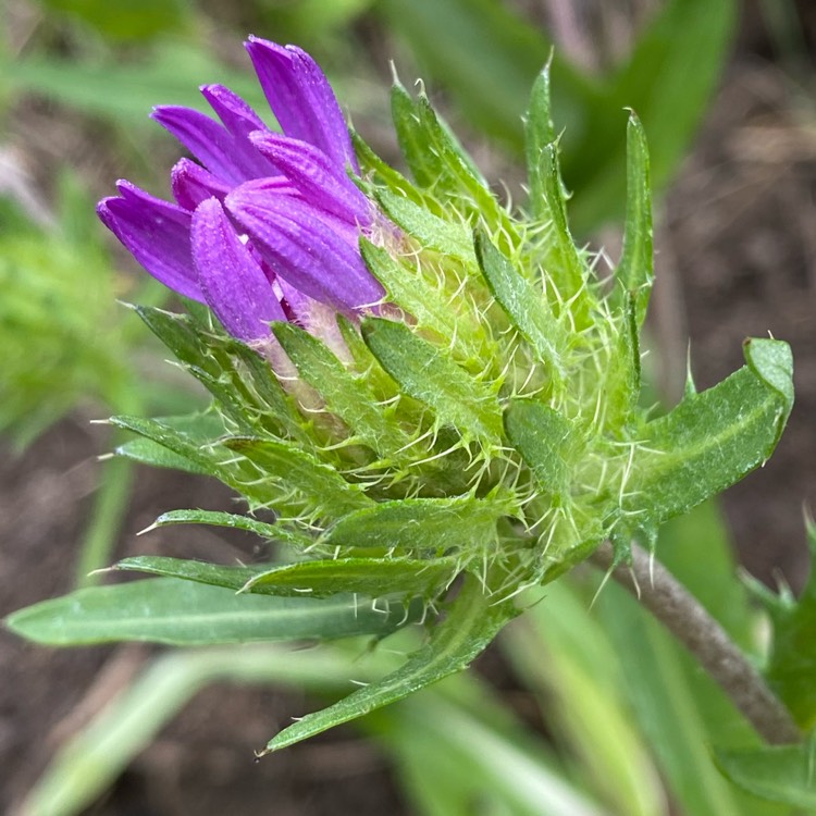 plant image 1672971