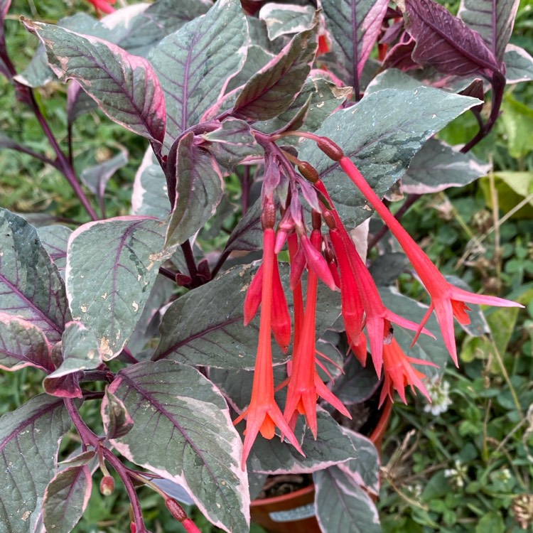 Plant image Fuchsia 'Firecracker'