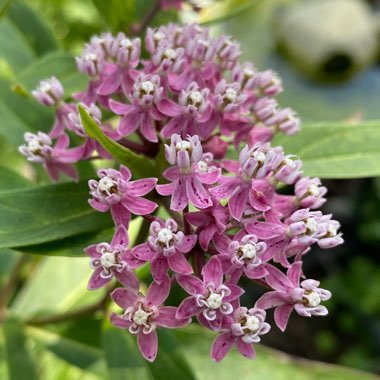 Asclepias incarnata 'Cinderella'