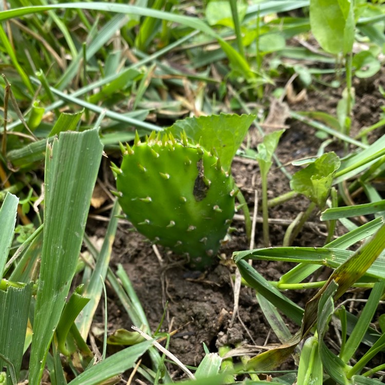 Plant image Opuntia humifusa