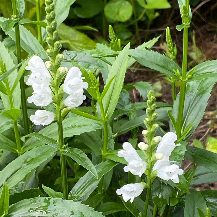 Plant image Physostegia virginiana 'Crystal Peak White'