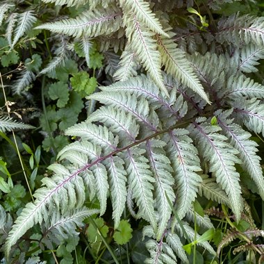 Athyrium Niponicum var. Pictum