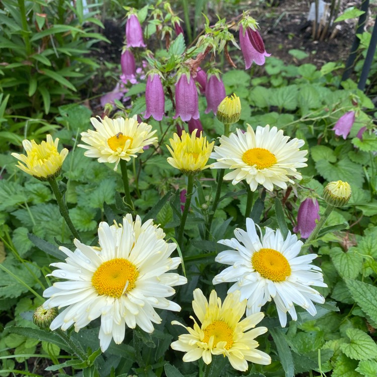 Plant image Leucanthemum x superbum 'Banana Cream'