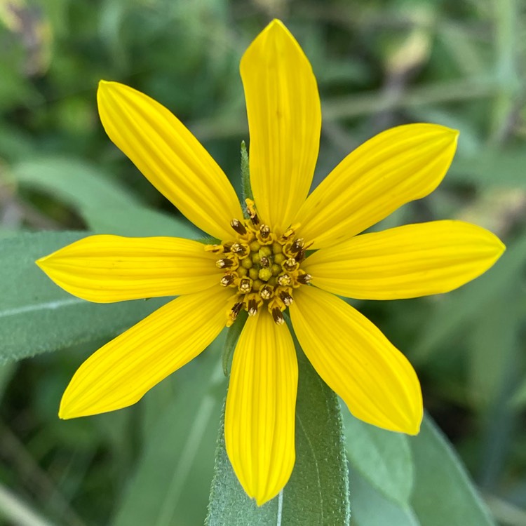 Plant image Helianthus 'maximilianii'