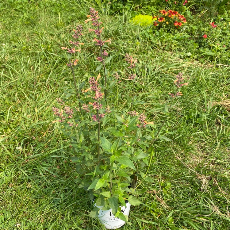 plant image 1678775