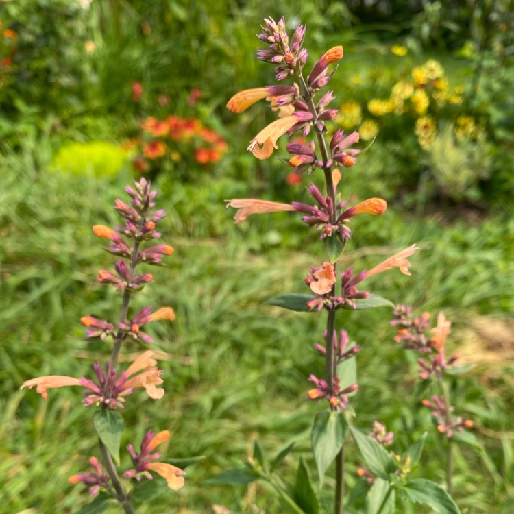 Plant image Agastache