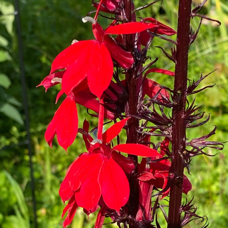 Plant image Lobelia x speciosa 'Starship Scarlet'