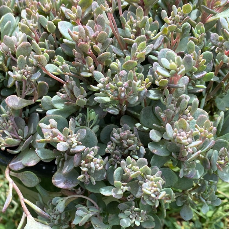 Plant image Sedum 'Sunsparkler Blue Elf'