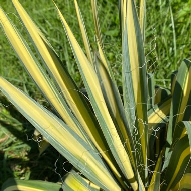 Yucca