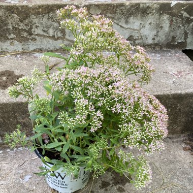 Sedum 'Pure Joy'