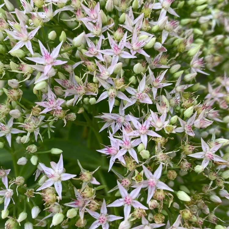 plant image 1687714