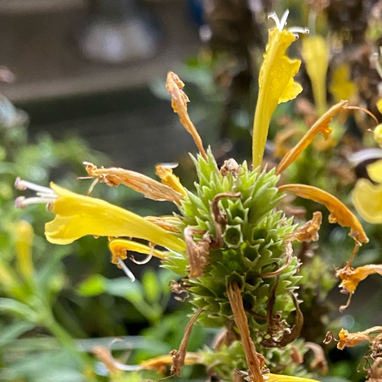 Plant image Agastache