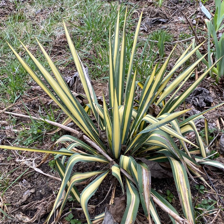 plant image 1702771