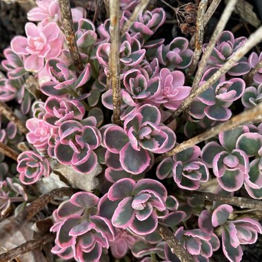 Sedum Sunsparkler Dream Dazzler