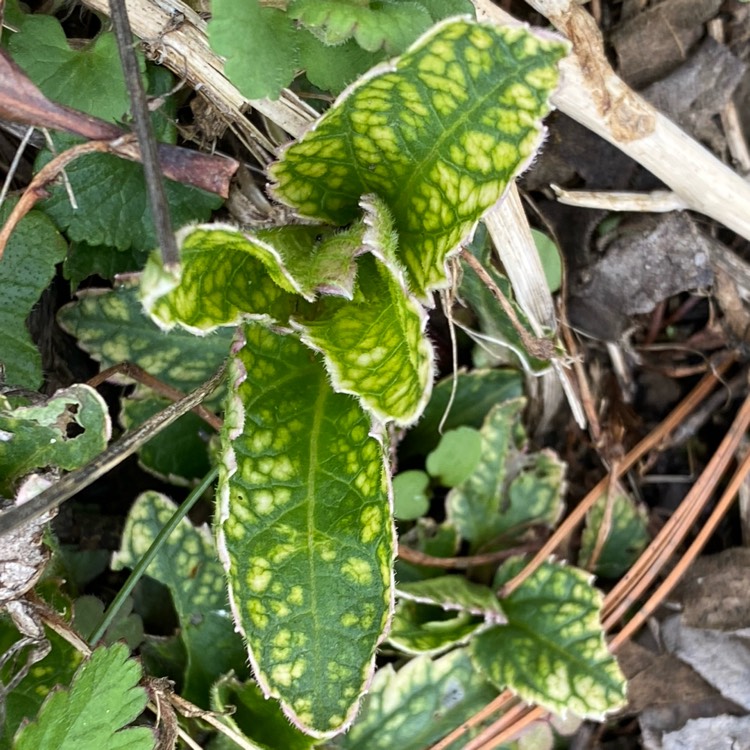 plant image 1704439