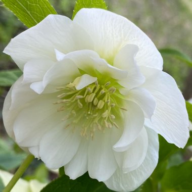 Helleborus