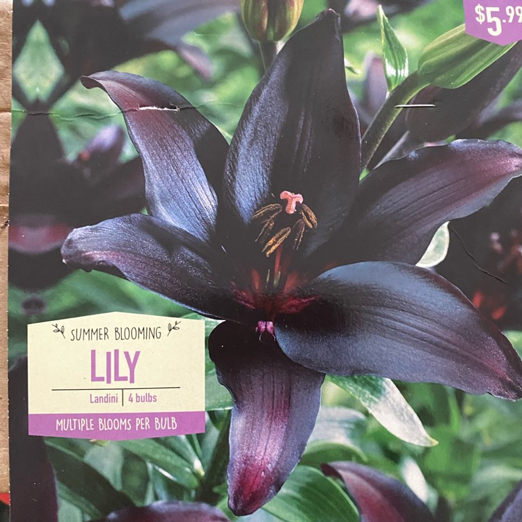 Lilium 'Landini', Lily 'Landini' (Asiatic) - uploaded by @ambitiouswolf