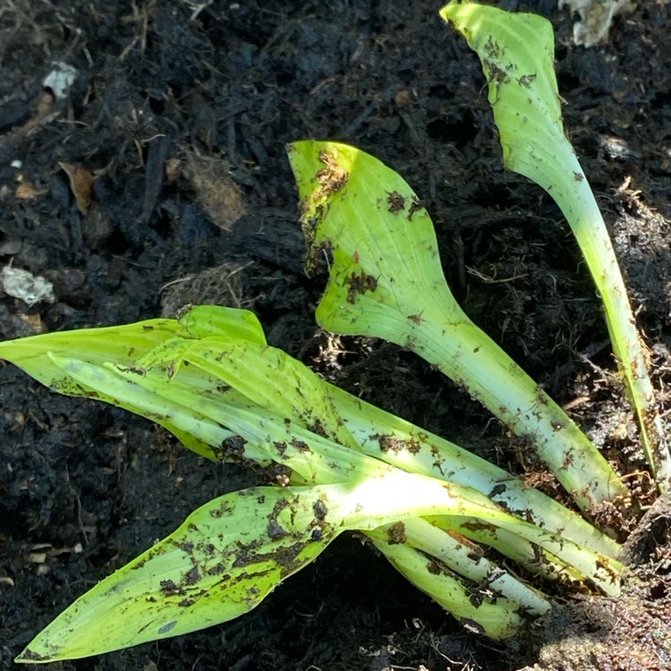 Plant image Hosta 'Siberian Tiger”