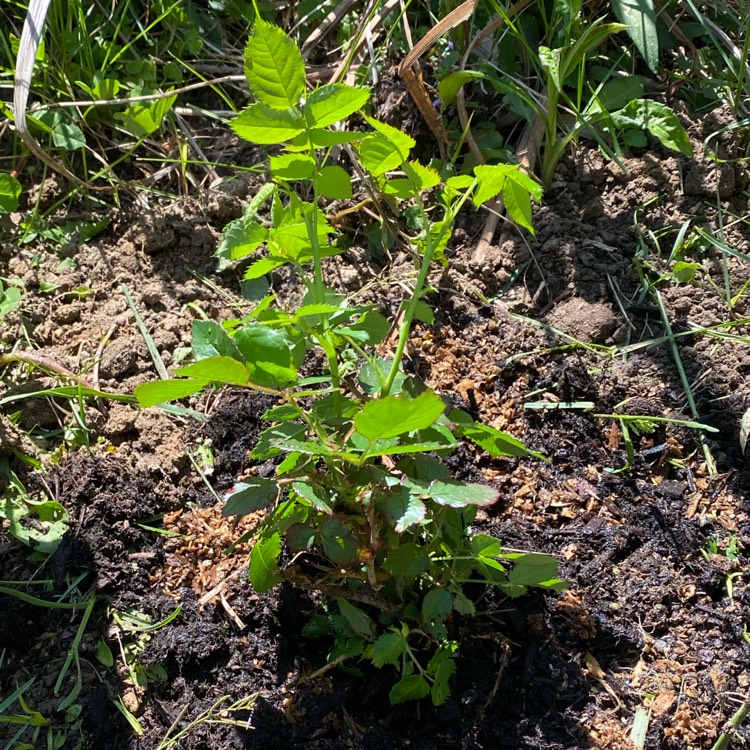 Plant image Rosa (Floribunda)