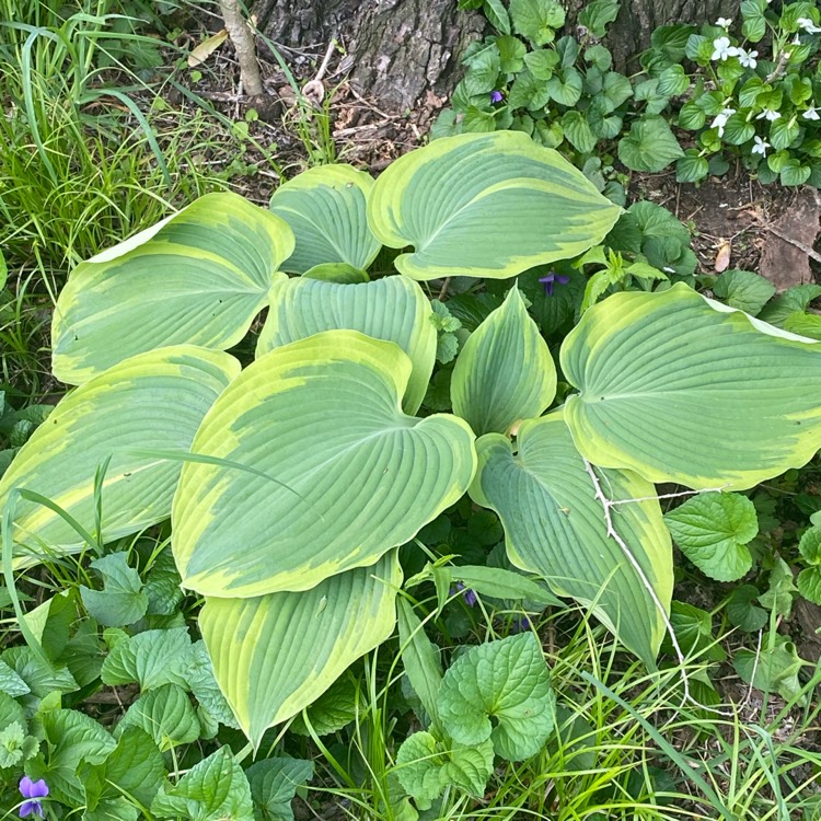 plant image 1707542