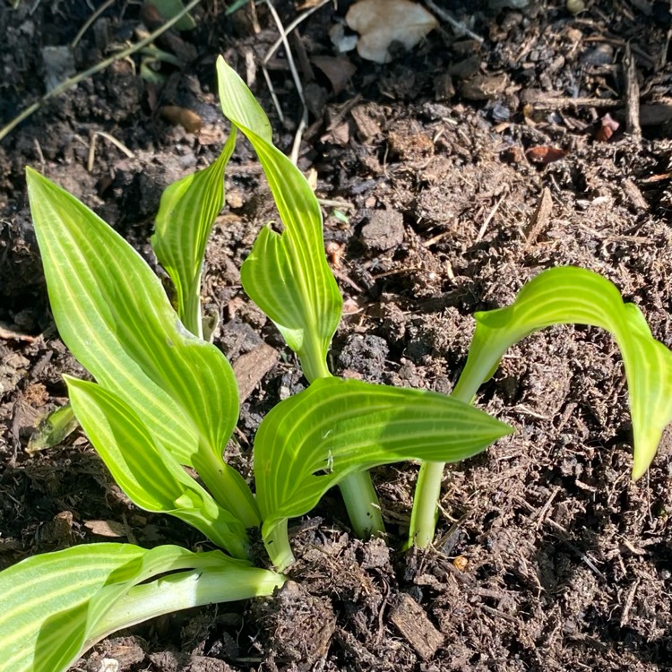 Plant image Hosta 'Siberian Tiger”