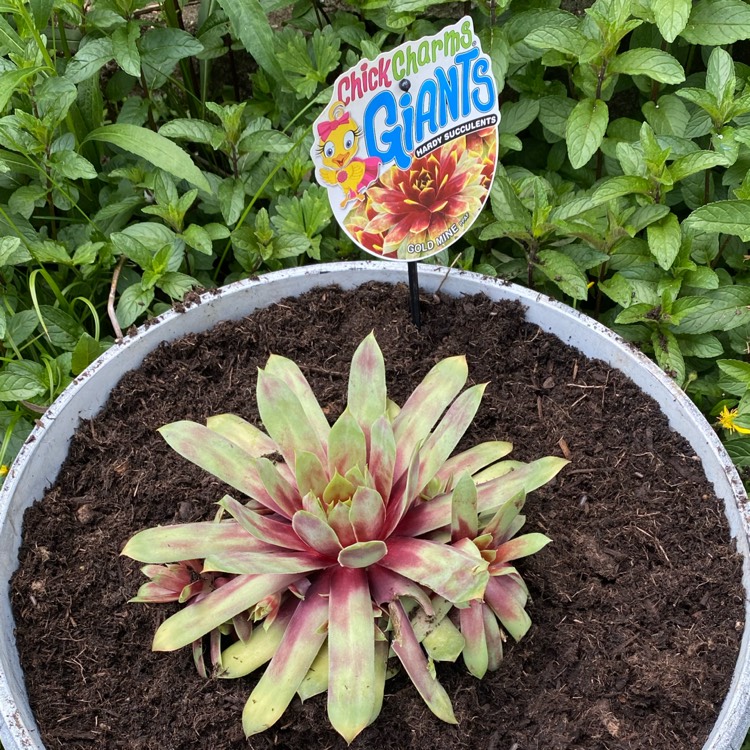 Plant image Sempervivum 